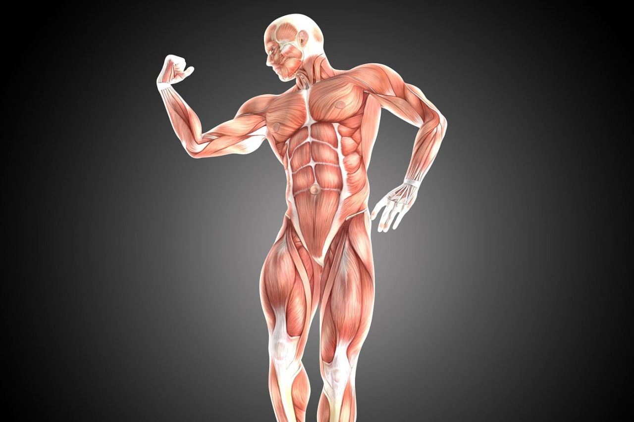 Hipertrofi