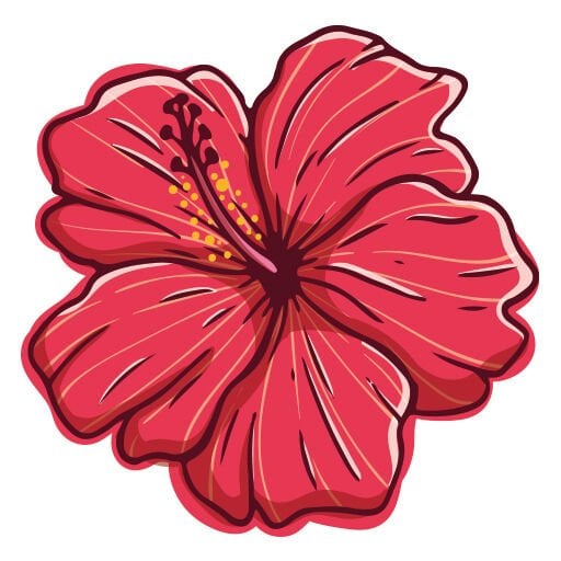Hibiskus